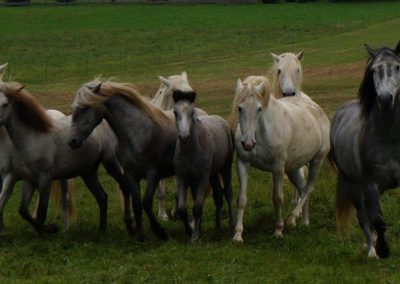 Les chevaux du centre équestre du Thoumas
