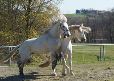 Chevaux Camargue