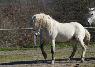 Chevaux Camargue