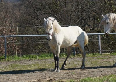 Chevaux Camargue