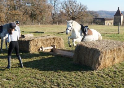 Cheval Camargue à l'entrainement au saut