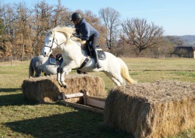 Entrainement saut d'obstacle à cheval