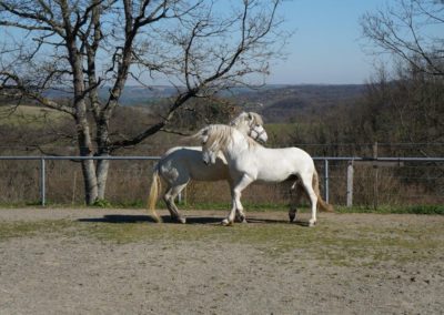 Chevaux Camargue