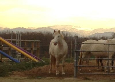 Un cheval du Thoumas se détache devant les Pyrénées