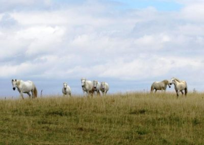 Troupeau de chevaux en liberté au Thoumas