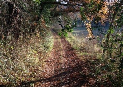 Belle lumière sur le chemin de randonnée