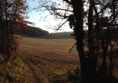 Belle lisière de forêt à cheval