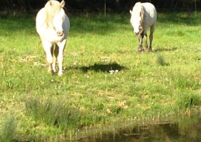 Chevaux du centre équestre du Thoumas