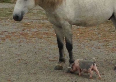 Rencontres animales au Thoumas