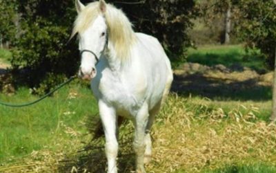 Etonnante des zarts