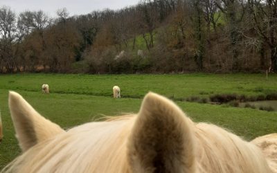 Confinement = vacances pour les chevaux et les lamas