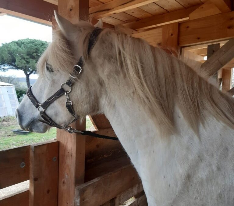 CHEVAL ET CANICULE