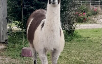 Nos Lamas