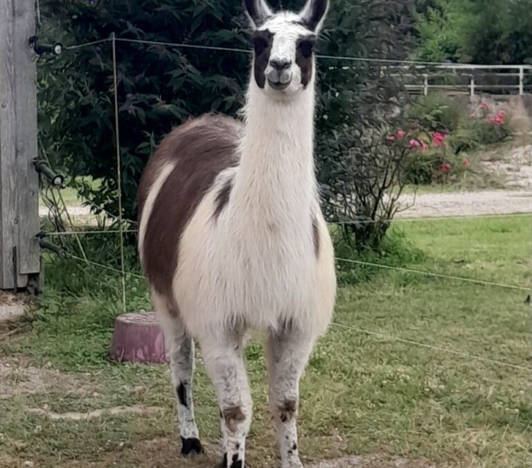 Nos Lamas